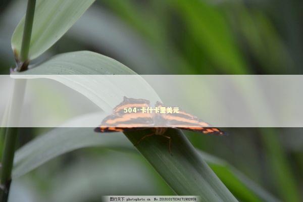 504-卡什卡里美元 新闻