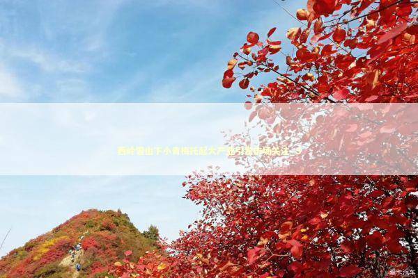 西岭雪山下小青梅托起大产业引发市场关注_3 新闻